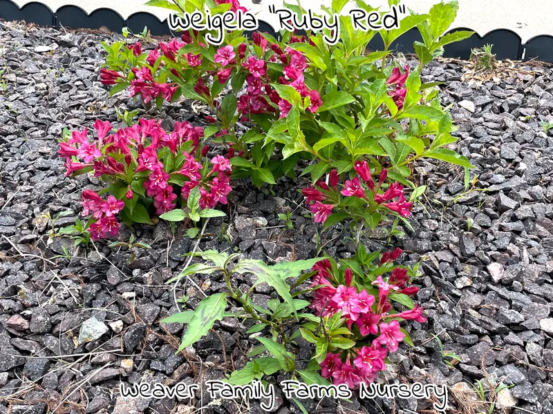Ruby Red Weigela