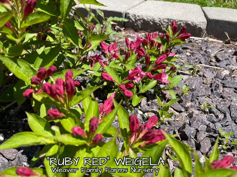 Ruby Red Weigela 2