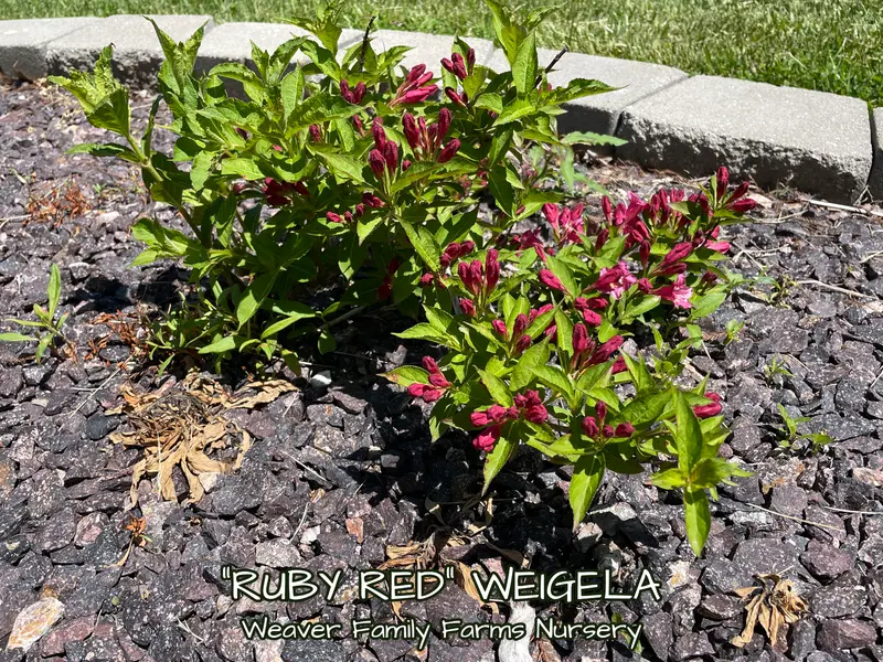 Ruby Red Weigela