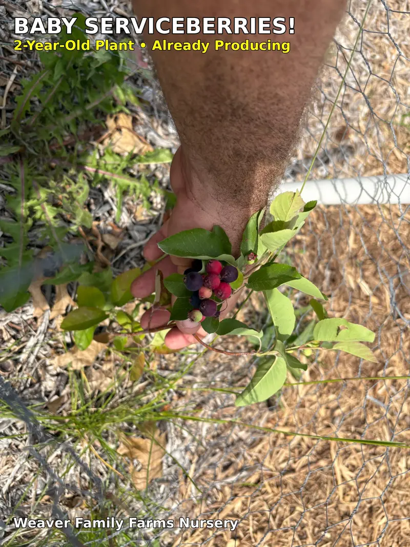 Saskatoon Serviceberry Shrub – Edible Nutrient-Rich Berry Bush