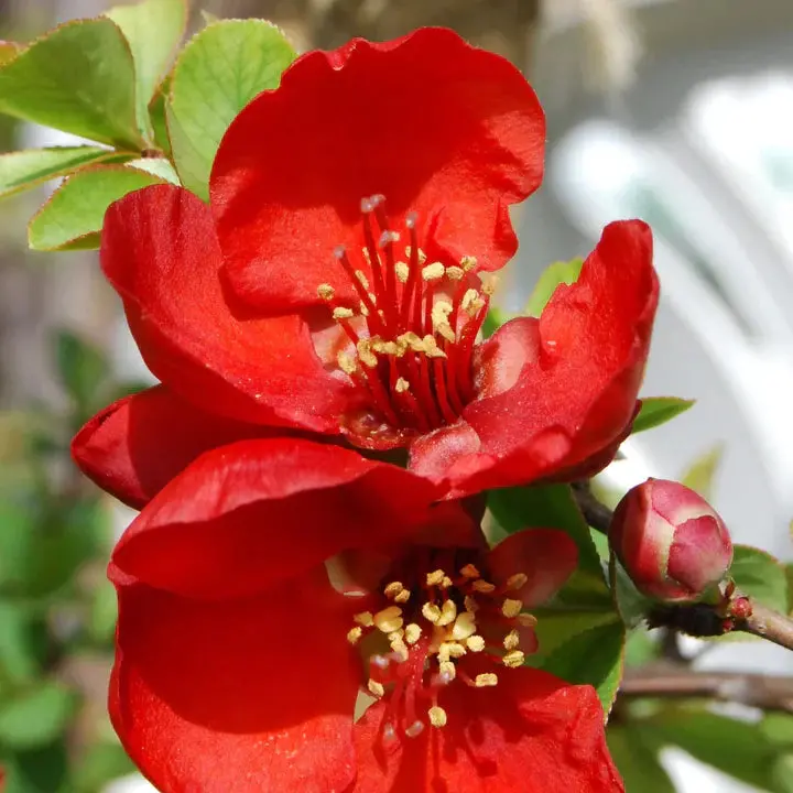 Scarff's Red Flowering Quince