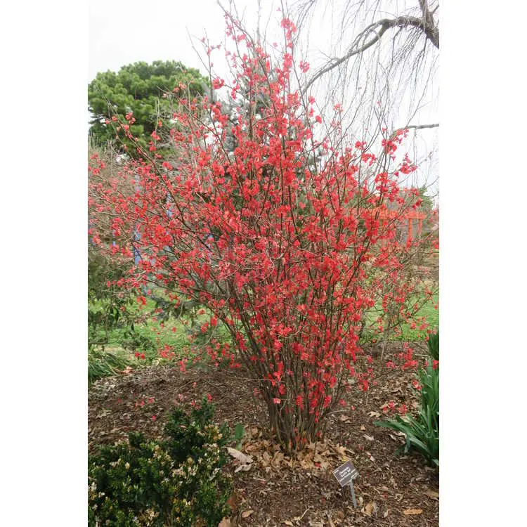 Scarff's Red Flowering Quince 2