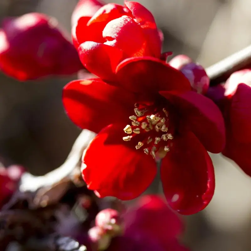 Scarff's Red Flowering Quince