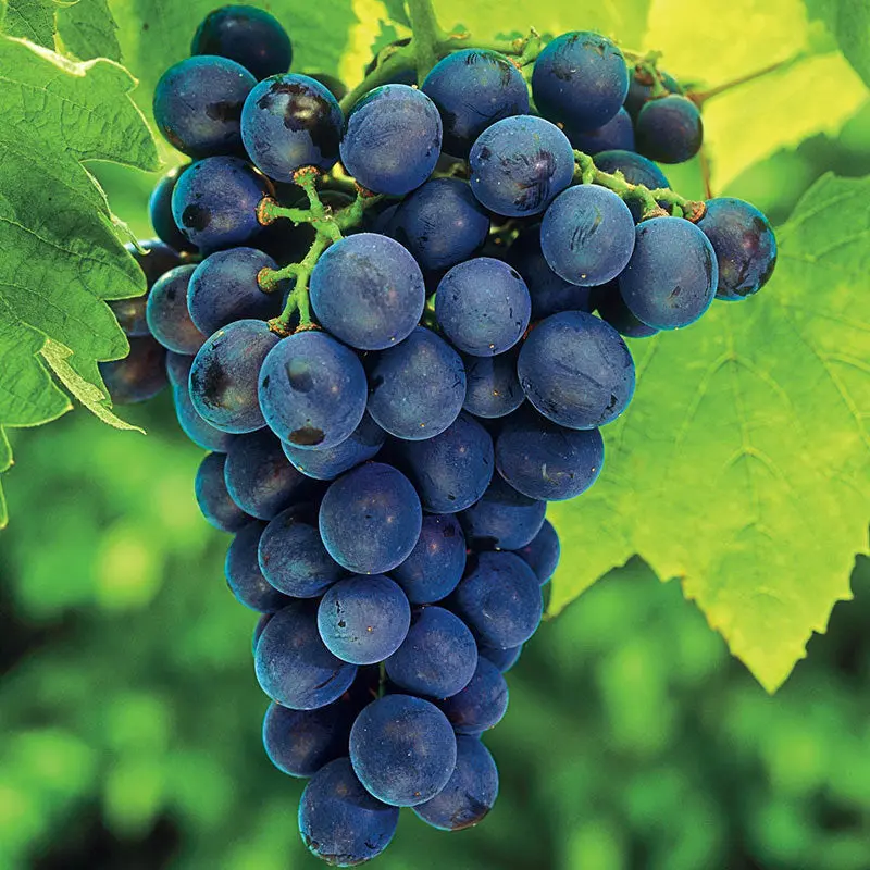 Seedless Concord Grape Vine – Juicy Blue Table Grape