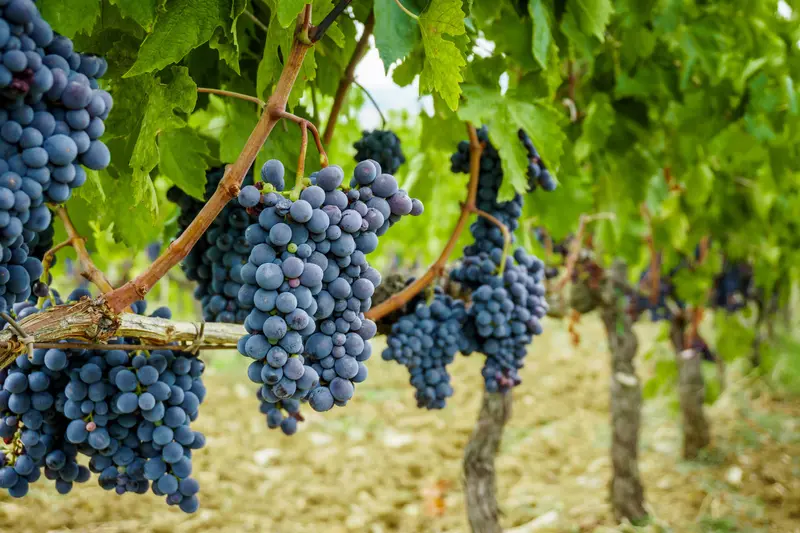 Seedless Concord Grape Vine – Juicy Blue Table Grape