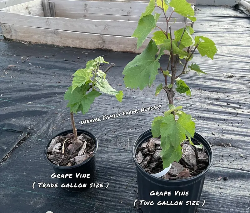 Seedless Concord Grape Vine – Juicy Blue Table Grape