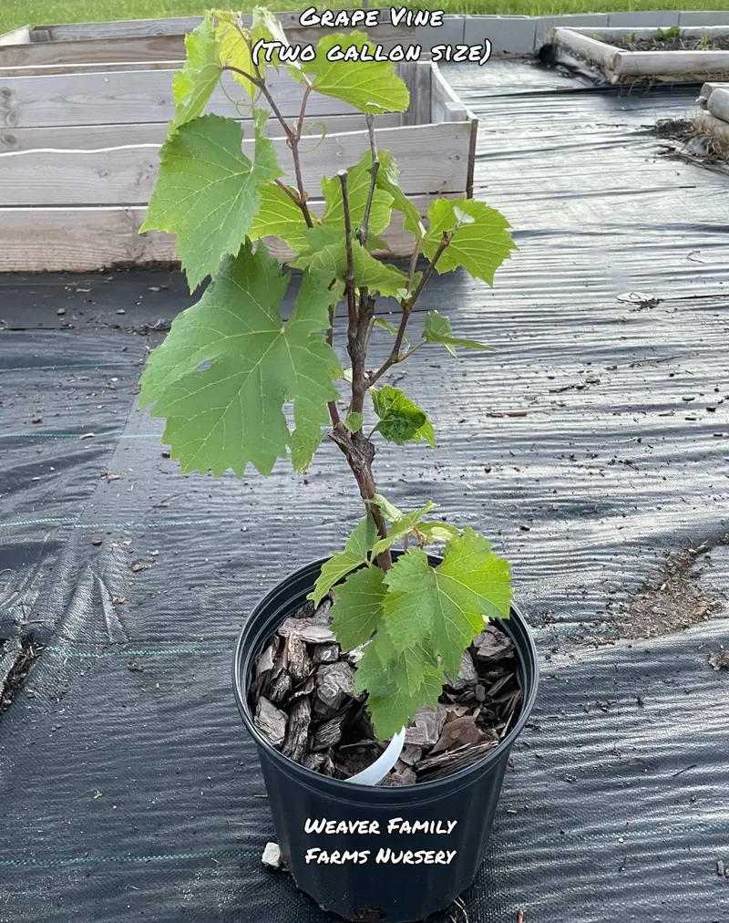Seedless Concord Grape Vine – Juicy Blue Table Grape