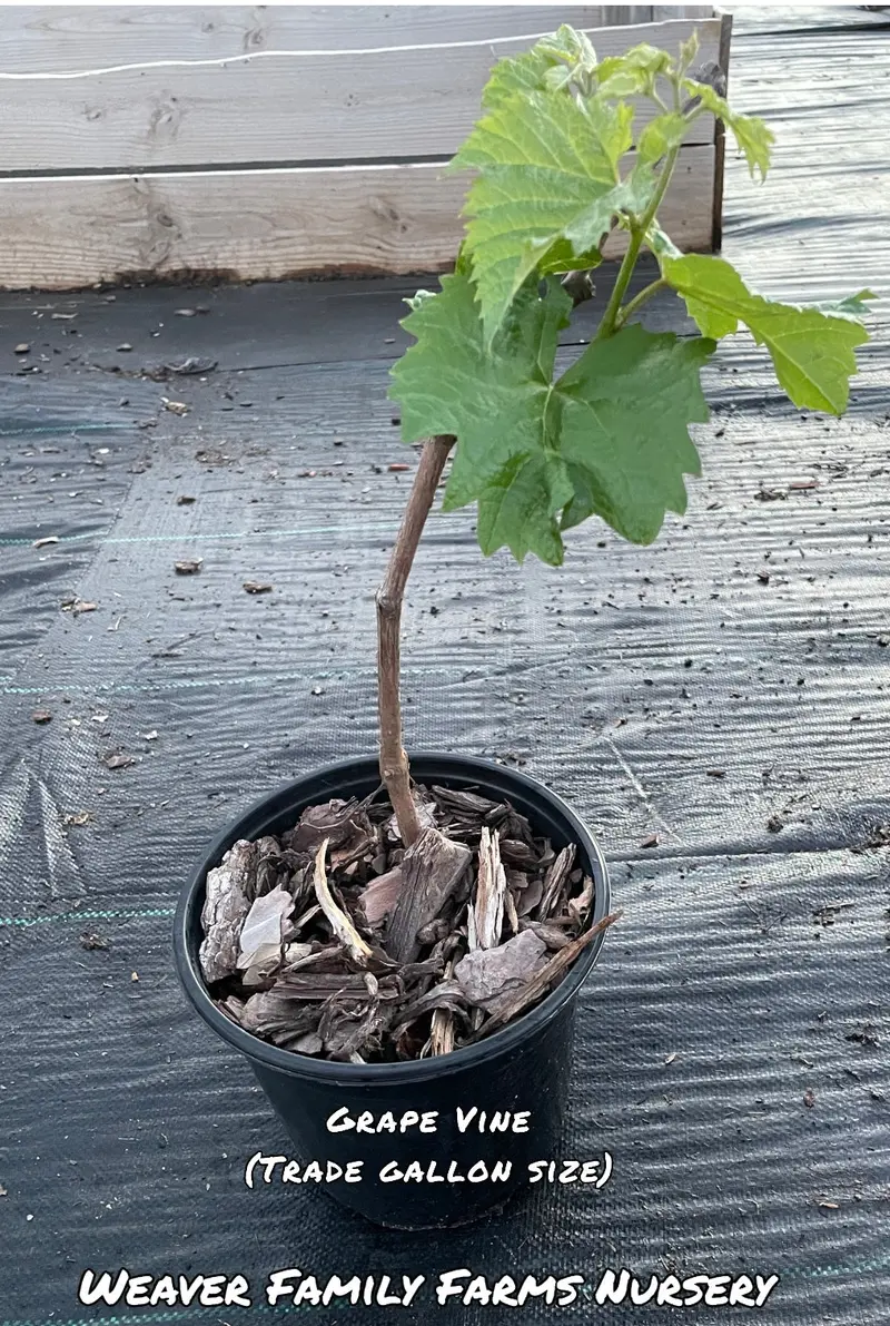 Seedless Concord Grape Vine – Juicy Blue Table Grape 5