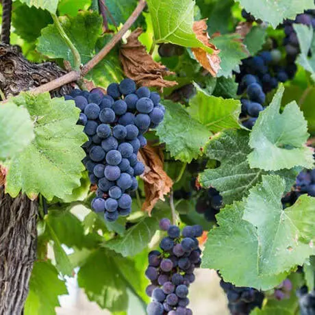Seedless Concord Grape Vine – Juicy Blue Table Grape