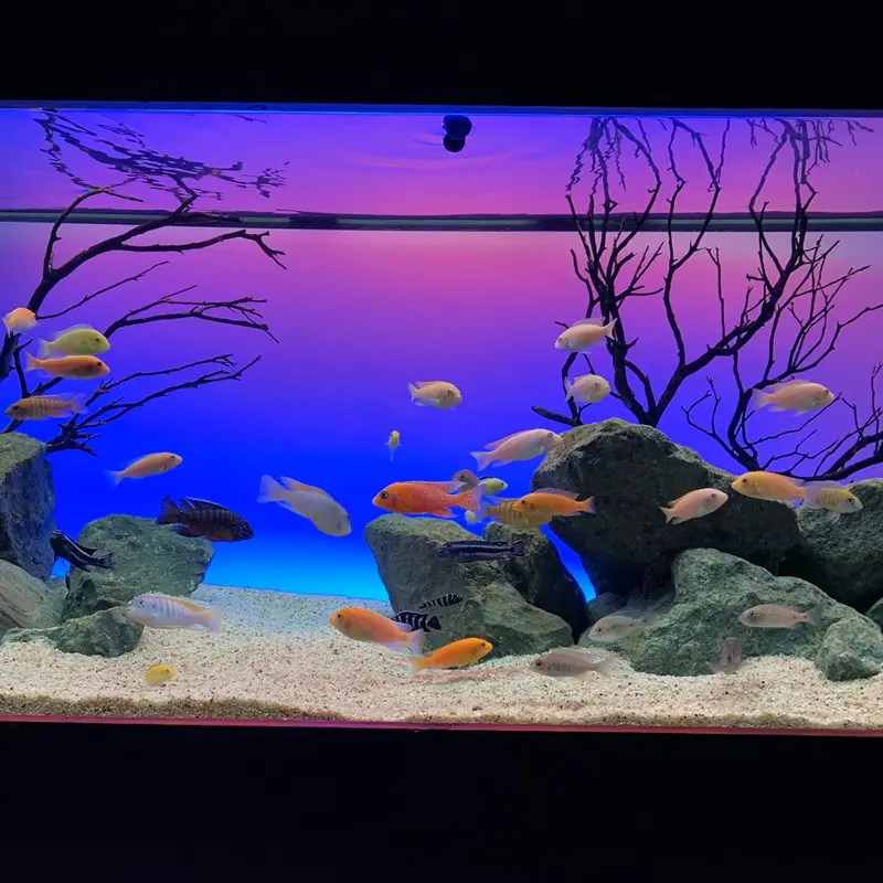 Serene 72" Aquarium Experience Kit – LED Lighting System, Background Illumination, Frosted Film, and Speaker for Immersive Aquatic Display (Model 4028)