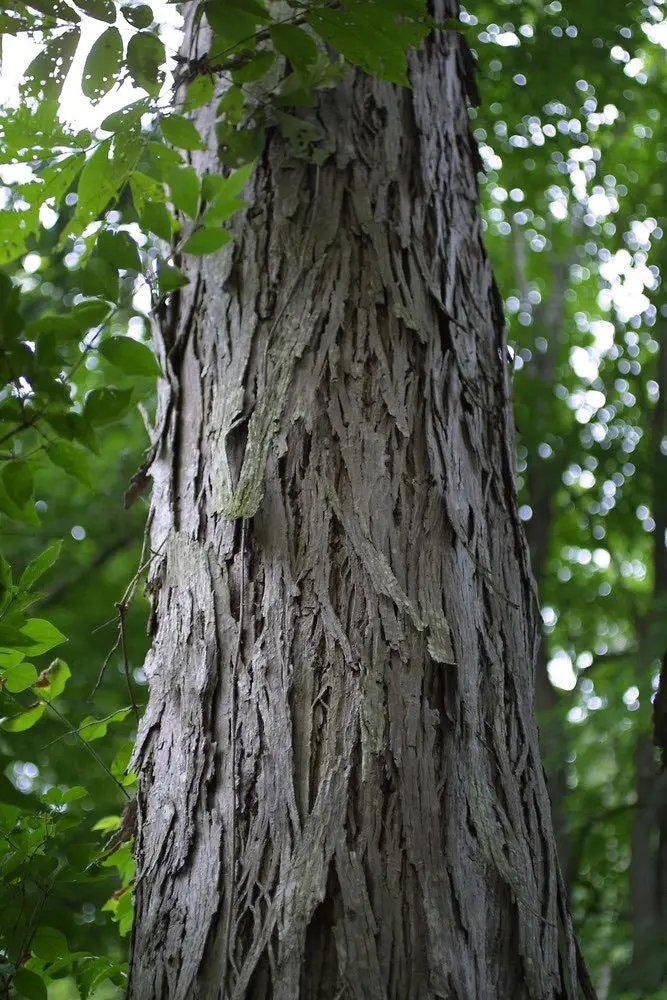 Shellbark Hickory – Large-Nut Producing Hardwood Tree 2