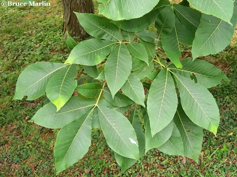 Shellbark Hickory – Large-Nut Producing Hardwood Tree