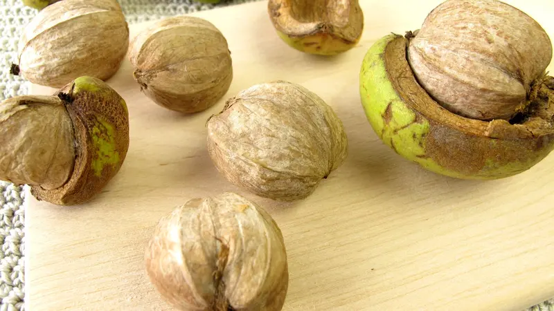 Shellbark Hickory – Large-Nut Producing Hardwood Tree