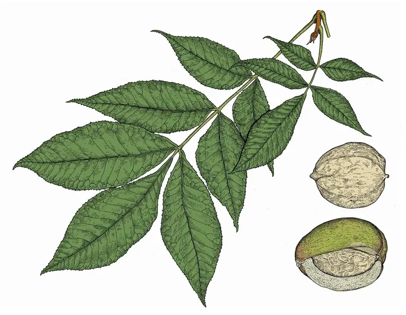 Shellbark Hickory – Large-Nut Producing Hardwood Tree