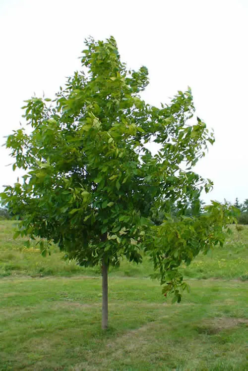 Shellbark Hickory – Large-Nut Producing Hardwood Tree