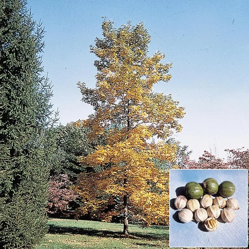 Shellbark Hickory – Large-Nut Producing Hardwood Tree