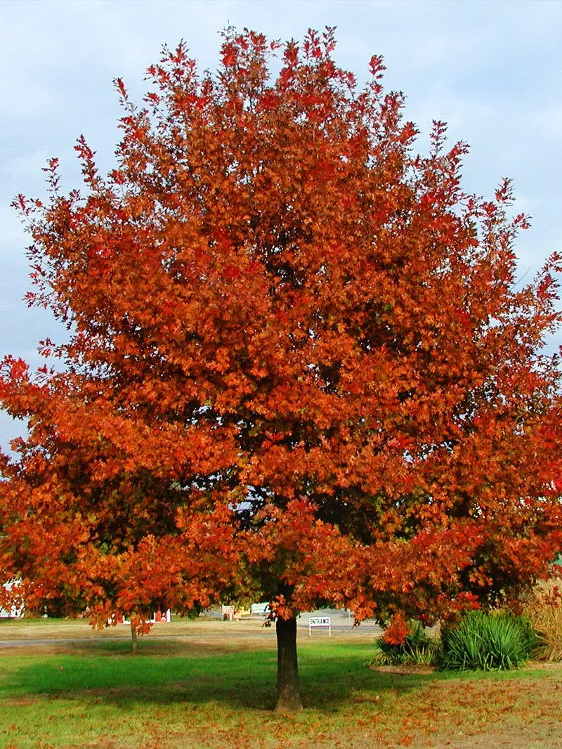 Shumard Oak – Drought-Tolerant Red Oak with Stunning Fall Hue