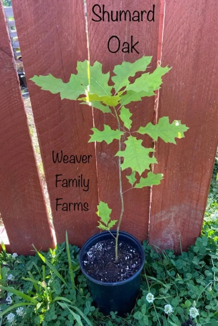 Shumard Oak – Drought-Tolerant Red Oak with Stunning Fall Hue 2