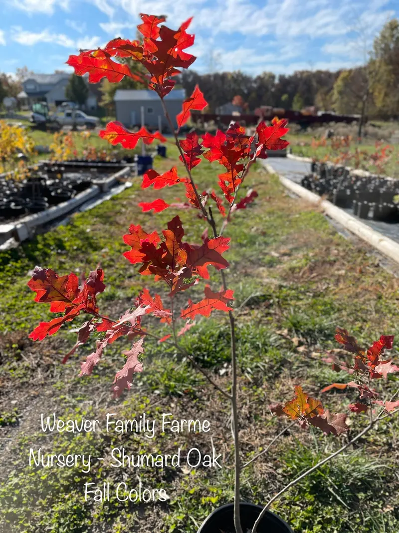Shumard Oak – Drought-Tolerant Red Oak with Stunning Fall Hue