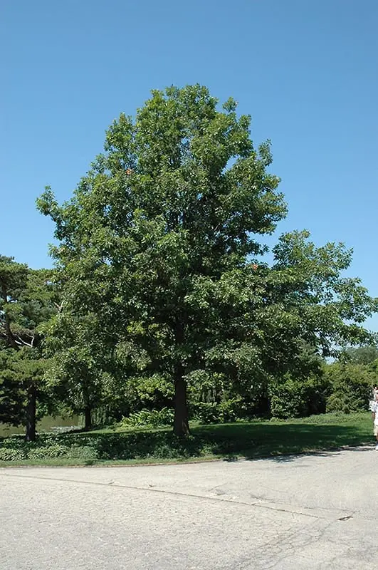 Shumard Oak – Drought-Tolerant Red Oak with Stunning Fall Hue