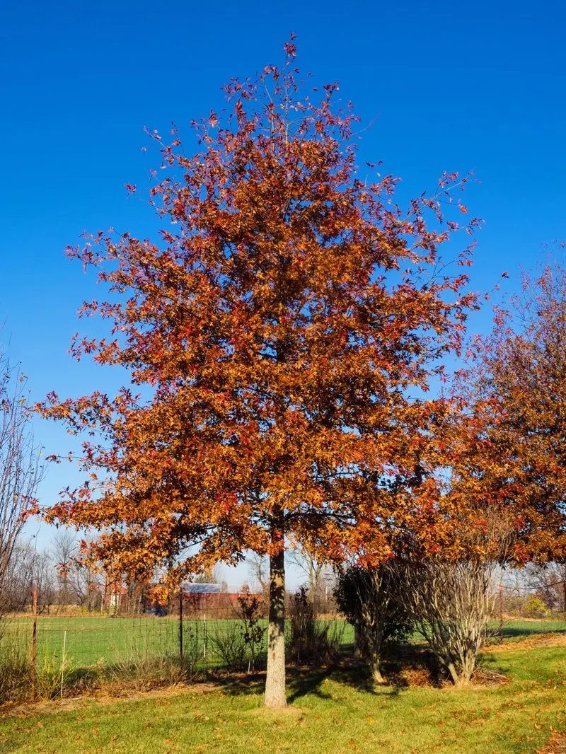 Shumard Oak – Drought-Tolerant Red Oak with Stunning Fall Hue