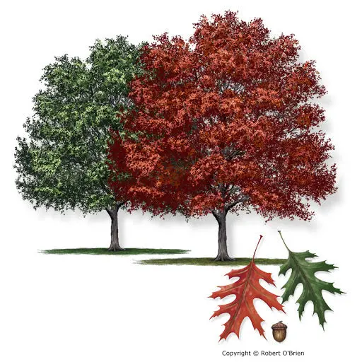 Shumard Oak – Drought-Tolerant Red Oak with Stunning Fall Hue