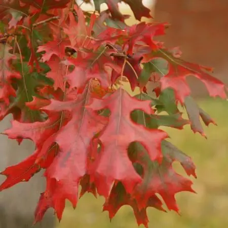 Shumard Oak – Drought-Tolerant Red Oak with Stunning Fall Hue