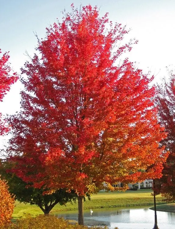 Silver Maple – Rapid-Growth Shade Tree with Silvery Undersides