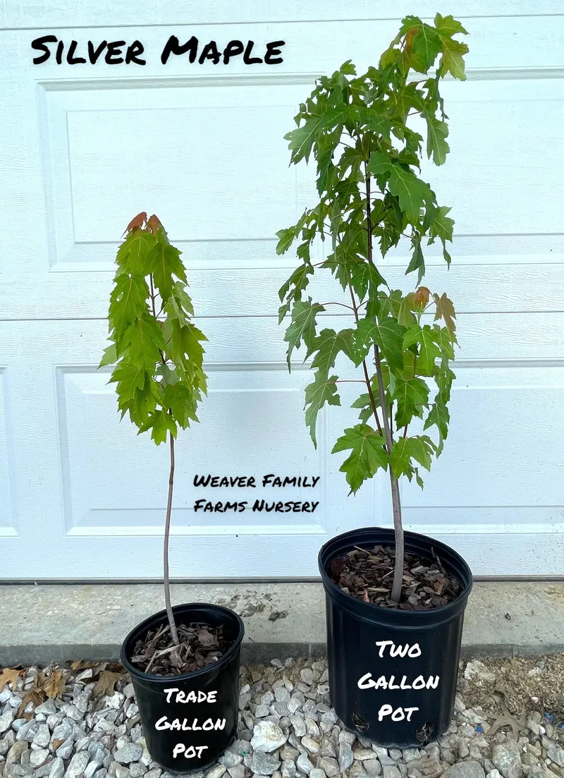 Silver Maple – Rapid-Growth Shade Tree with Silvery Undersides