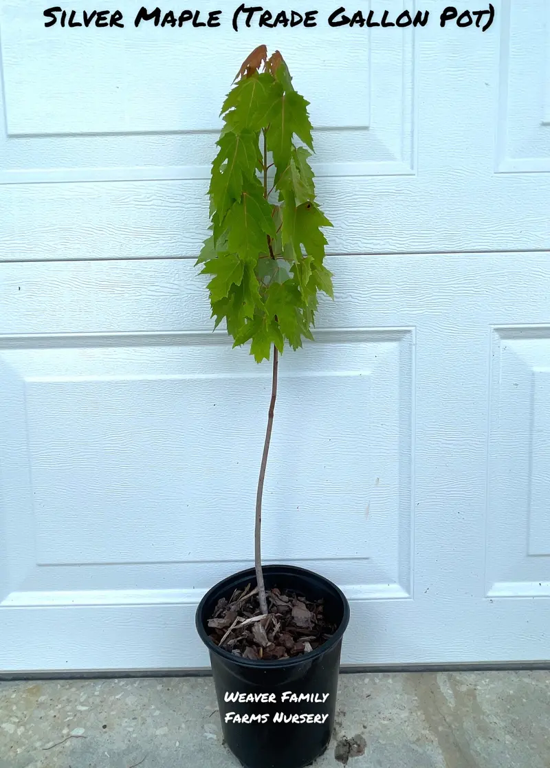 Silver Maple – Rapid-Growth Shade Tree with Silvery Undersides 3