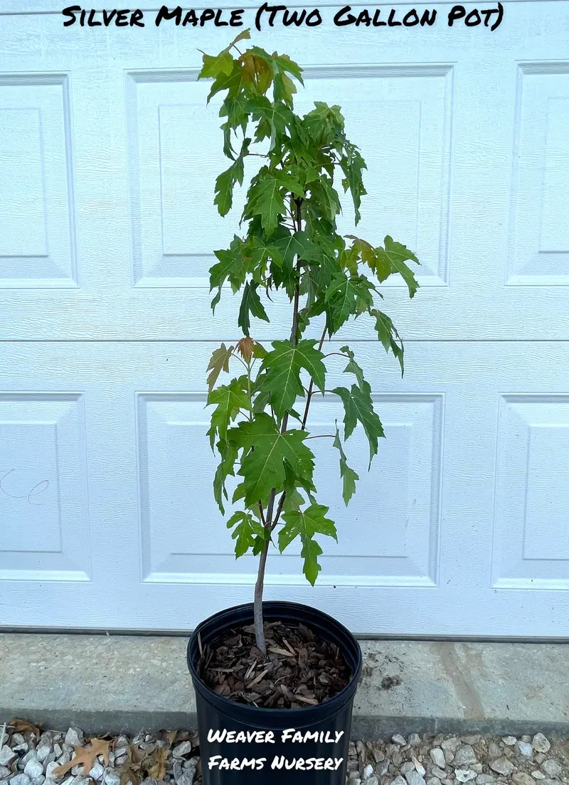 Silver Maple – Rapid-Growth Shade Tree with Silvery Undersides