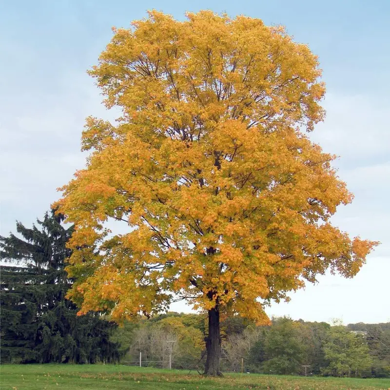 Silver Maple – Rapid-Growth Shade Tree with Silvery Undersides