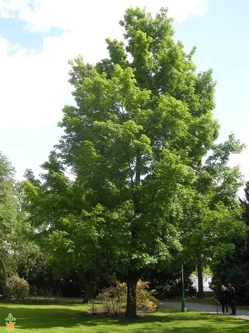 Silver Maple – Rapid-Growth Shade Tree with Silvery Undersides