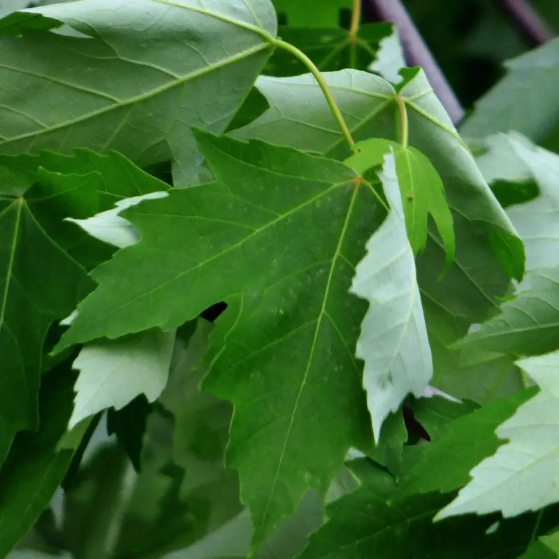 Silver Maple – Rapid-Growth Shade Tree with Silvery Undersides