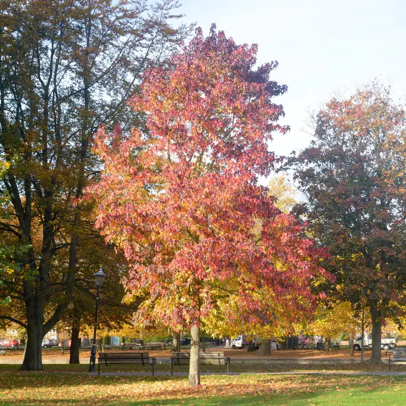 Sweetgum Tree – Star-Shaped Leaves & Spiky Fruit Ball Tree