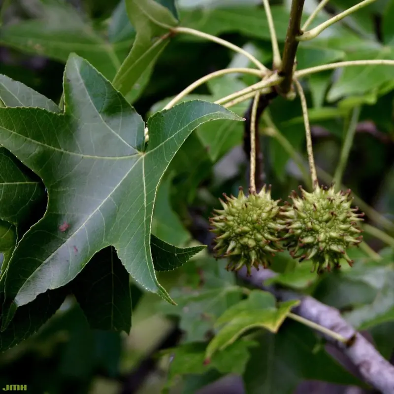 Sweetgum Tree – Star-Shaped Leaves & Spiky Fruit Ball Tree