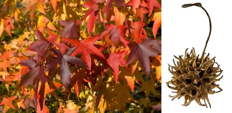 Sweetgum Tree – Star-Shaped Leaves & Spiky Fruit Ball Tree