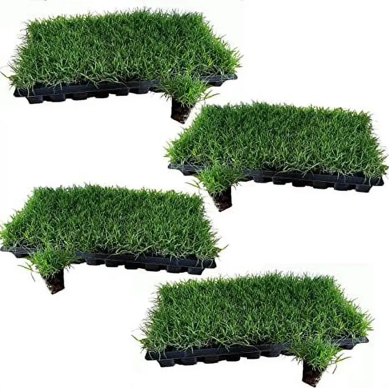 Tahoma 31 Bermuda Grass Plugs – 200 Large, Premium-Grade Sod Plugs