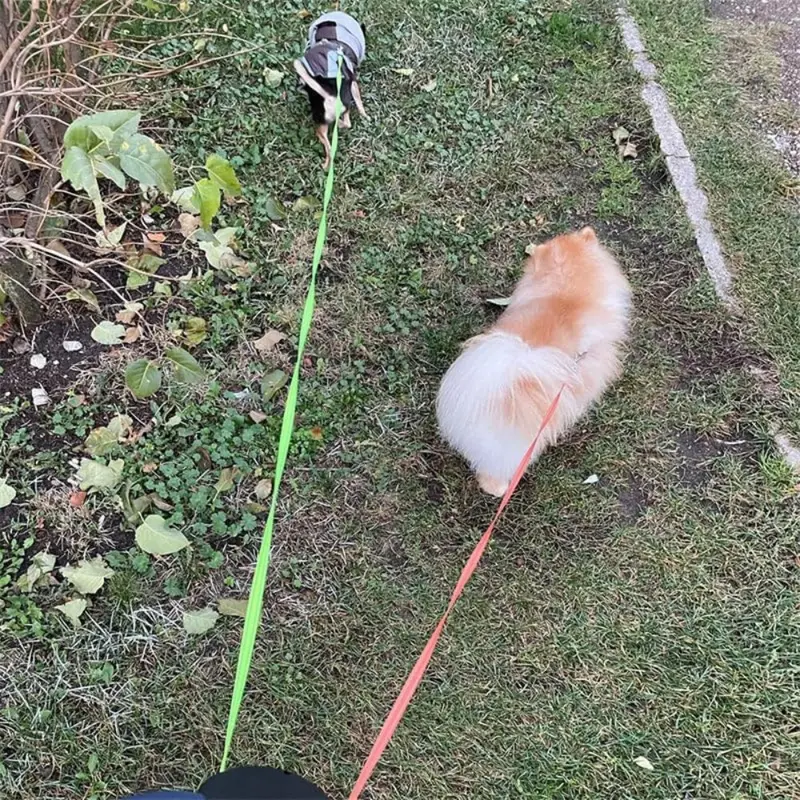 Tangle-Free Dual-Dog Walking Leash for Side-by-Side Control