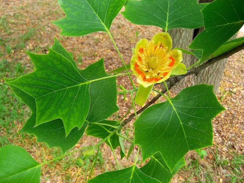 Tulip Poplar – Tall, Fast-Growing Native Tree with Distinctive Flowers