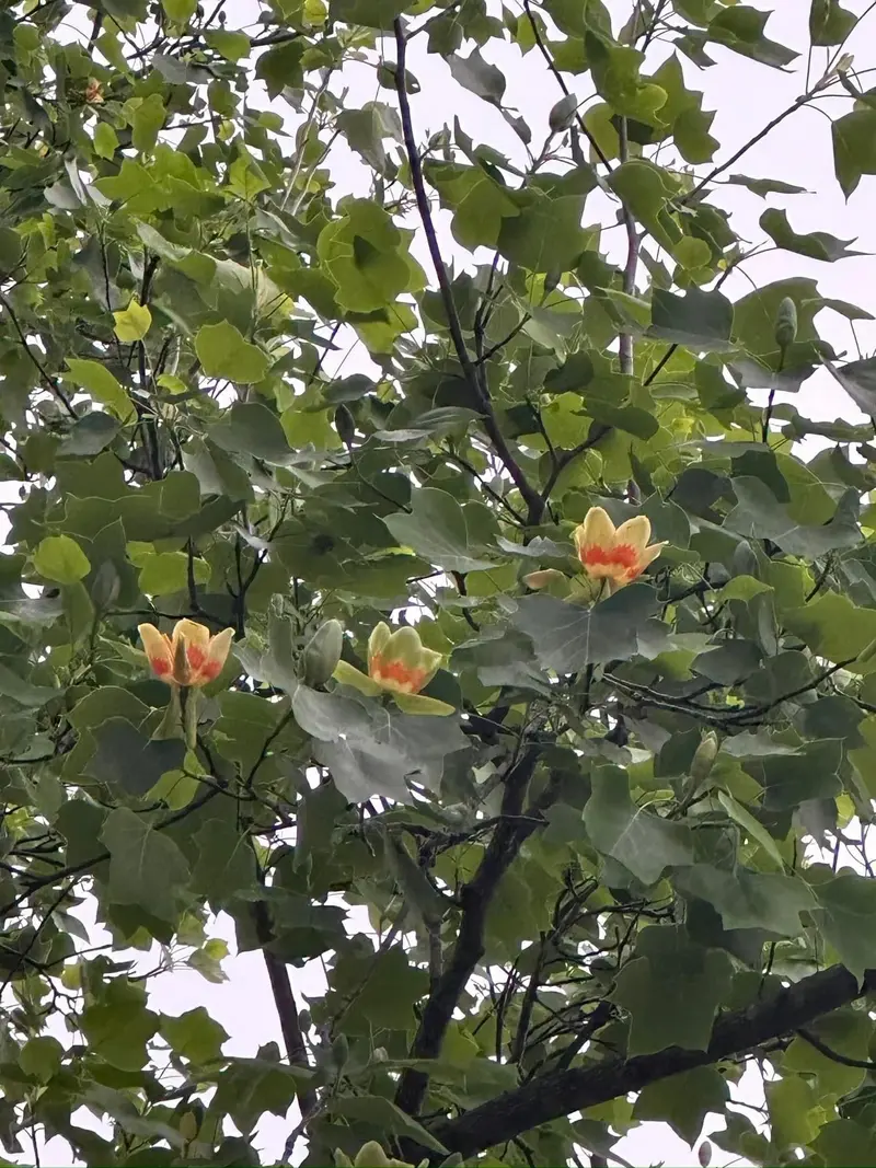 Tulip Poplar – Tall, Fast-Growing Native Tree with Distinctive Flowers 2