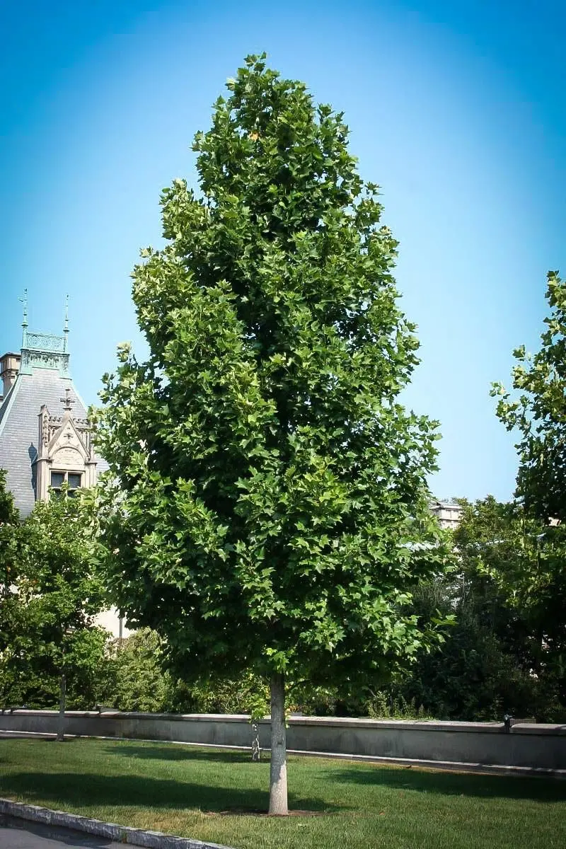 Tulip Poplar – Tall, Fast-Growing Native Tree with Distinctive Flowers