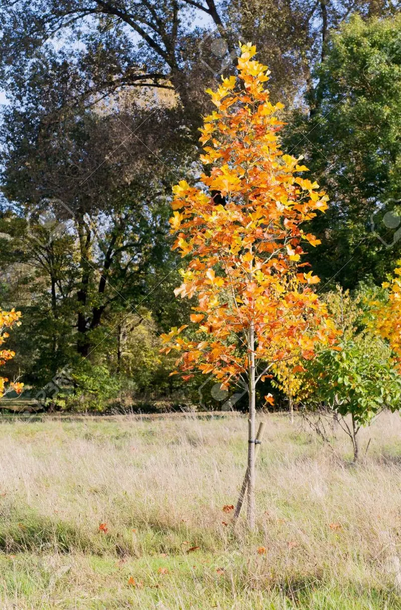 Tulip Poplar – Tall, Fast-Growing Native Tree with Distinctive Flowers