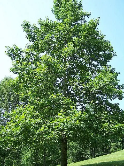 Tulip Poplar – Tall, Fast-Growing Native Tree with Distinctive Flowers