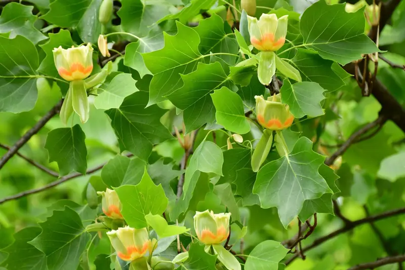 Tulip Poplar – Tall, Fast-Growing Native Tree with Distinctive Flowers