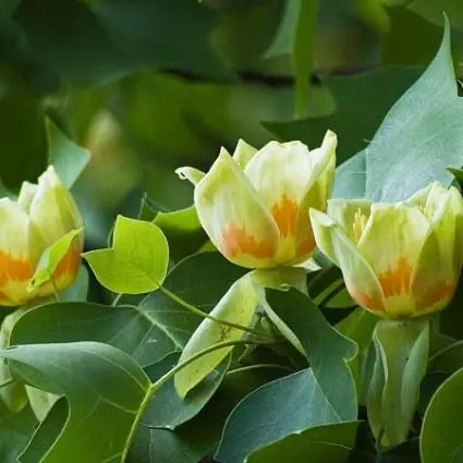 Tulip Poplar – Tall, Fast-Growing Native Tree with Distinctive Flowers