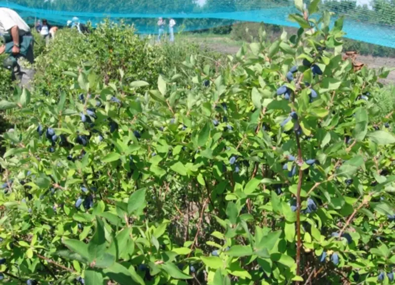 Tundra Haskap Bush – Early-Season Honeyberry Variety