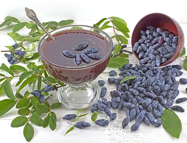 Tundra Haskap Bush – Early-Season Honeyberry Variety