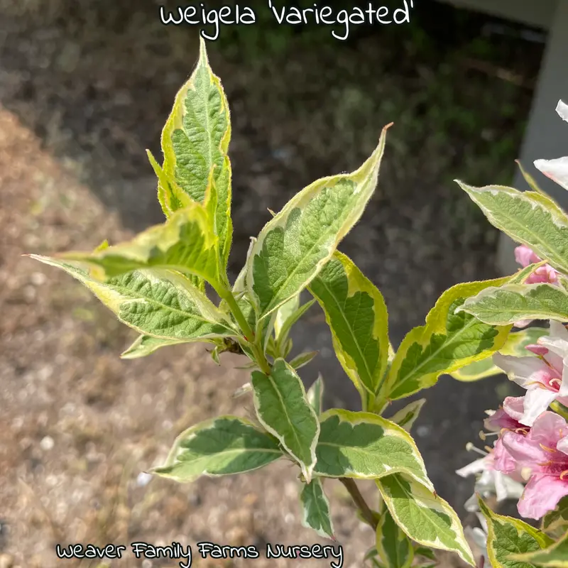 Variegated Weigela 2