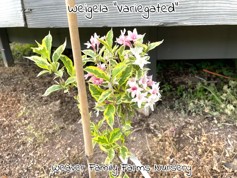 Variegated Weigela